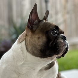 Duchess - French Bulldog