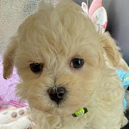 Thai - Cream male Maltipoo puppy in Colonial Beach, Virginia from BeachRidge Pups