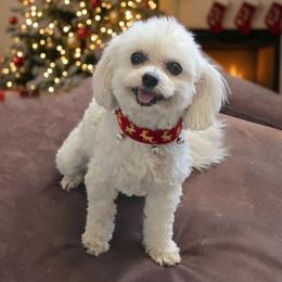 Gizmo - Maltipoo
