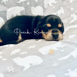 Dachshund Puppies from Pasek Kennels