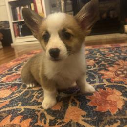 Pink Collar female - Red female Pembroke Welsh Corgi puppy in Grantsville Md, Maryland from Standing Oaks Kennel