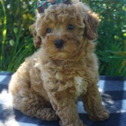 Bichon Frises, Companion Crosses, Maltipoos, and Poodles from Panther Creek Road
