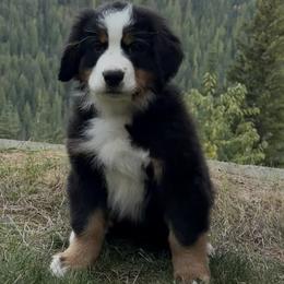 Bernese Mountain Dog puppies from Rusty Brows Berners