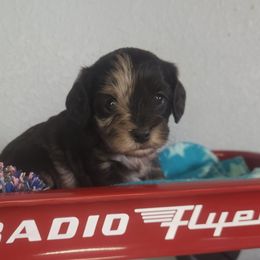 Neve - Merle female Cavapoo puppy in Marshfield, Missouri from Clearview Kennels
