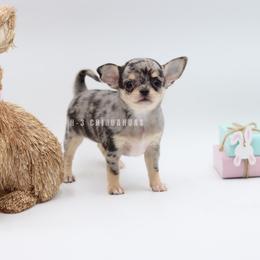 Girl 1 - Merle female Chihuahua puppy in Tulsa, Oklahoma from H-3 Chihuahuas