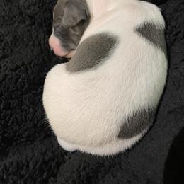 Boy 3 - White and seal male Italian Greyhound puppy in Winfield, Kansas from F&M Italian Greyhounds