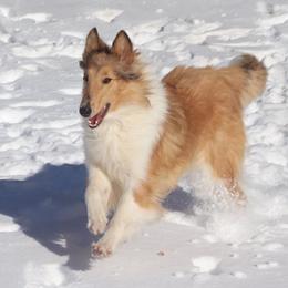 Collie All Grown Up from Garlind Ridge Collies