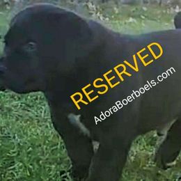 AdoraBoerboels Duke Garnet - Black Boerboel puppy in Machesney Park, Illinois from Adoraboerboels