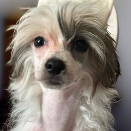 Hero - Black white and tan male Chinese Crested puppy in New Haven, West Virginia from EverCrest