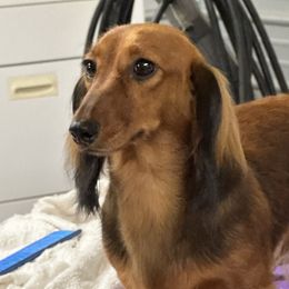 Star - Dachshund