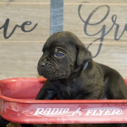 Apollo - Black Cane Corso puppy in Lakewood, Colorado from Rosso Räk Kennels