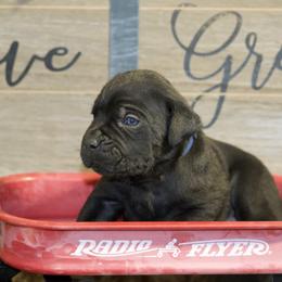 Apollo - Black Cane Corso puppy in Lakewood, Colorado from Rosso Räk Kennels