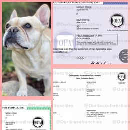 French Bulldog puppies from Our House French Bulldogs