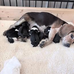 Girl 1 - Blue tan and white female Beagle puppy in Gentry, Arkansas from HC Puppy Ranch