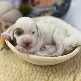 Snow White - Parti female Goldendoodle puppy in Boaz, Alabama from Doodles All Day
