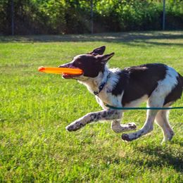 Border Collie, Golden Retriever, and Sporty Mix Puppies from Turbo Border Collies & Coltrievers