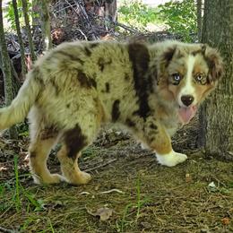 Boy 3 - Red merle male Miniature Australian Shepherd puppy in Fife Lake, Michigan from HaVen Homestead Miniature Australian Shepherds