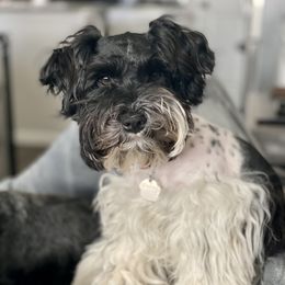 Daisy - Miniature Schnauzer