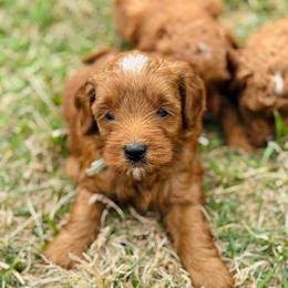 Prince - Red  male Goldendoodle puppy in Wharton, Texas from Little Fur Friends