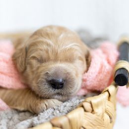 Purple Collar - Apricot female Goldendoodle puppy in Sappington, Missouri from Doodle Me This Goldendoodles