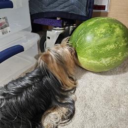 Yorkshire Terriers from CHABRE Yorkshire Terriers