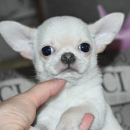 Chihuahua and Dachshund Puppies from Dachshund Family Love Breeders