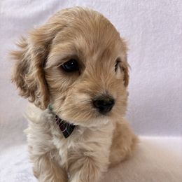 Hiccup - Buff and white male Cockapoo puppy in Adrian, Oregon from ApplebyFarm