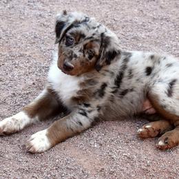 Canyon - Red merle male Australian Shepherd puppy in San Tan Valley, Arizona from Mott Ranch - Blazin' Sun Aussies