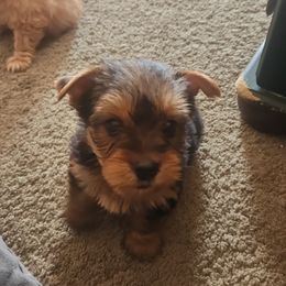 Girl 3 Nibbles - Black and tan Yorkshire Terrier puppy in Junction City, Ohio from On The Edge Of A Dream Yorkies
