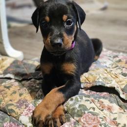 Aurora - Black and rust female Doberman Pinscher puppy in Biglerville, Pennsylvania from Saxbell Dobermans