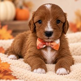 Theo - Red male Cavapoo puppy in Theodore, Alabama from Horton & Co. Cavapoos