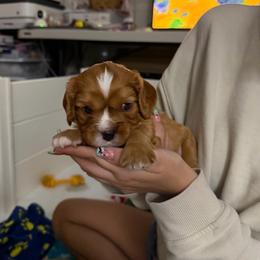 Shrek - Ruby male Cavalier King Charles Spaniel puppy in Corpus Christi, Texas from Kings Cross Cavaliers