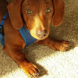Dachshund Puppies from Countridox Dachshunds