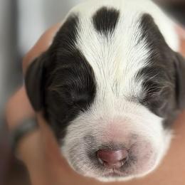Boy 4 - male German Wirehaired Pointer puppy in Muncie, Indiana from Altitude Kennel