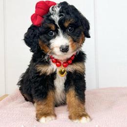 Girl 3 - Black tri-color female Aussiedoodle puppy in Omro, Wisconsin from Crystal Ridge Doodles