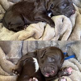Blue collar - Chocolate male Labradoodle puppy in Clovis, California from Delta Doodless