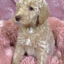 Goldendoodle and Poodle Puppies from Starlight Goldendoodles