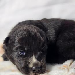 Yuuki - Agouti and white female Siberian Husky puppy in Buckeye, Arizona from Anime Huskies