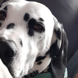 Dalmatians from Mary's Dalmatians