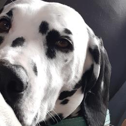 Dalmatians from Mary's Dalmatians