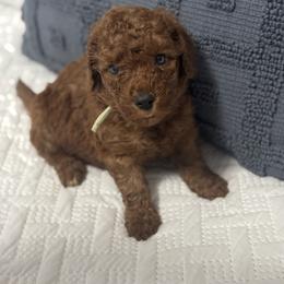 Bear - Red  male Goldendoodle puppy in Lincoln, Nebraska from Daisy Doodles