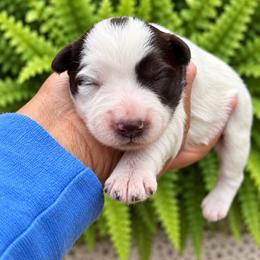 Waffles - Parti female Miniature Schnauzer puppy in Dorr, Michigan from Enchanted Paws