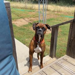 Boxer All Grown Up from Sunshine Boxers 95988