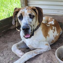 Waylon - Great Dane