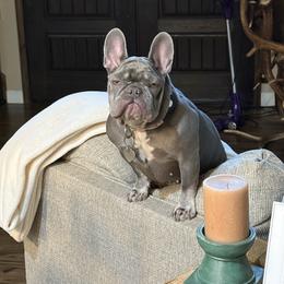 Luna - French Bulldog