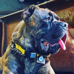 Wade Wislon - Cane Corso