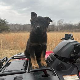 Tori - Black and tan female German Shepherd puppy in Augusta, West Virginia from Vom Haus Highlands