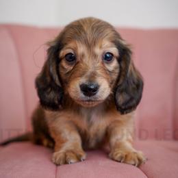 Louis Vuitton - Cream male Dachshund puppy in Temecula, California from Naomi Magee's Dachshund Kennel