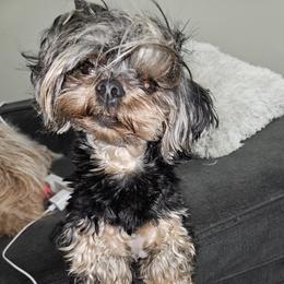 Benji - Yorkshire Terrier