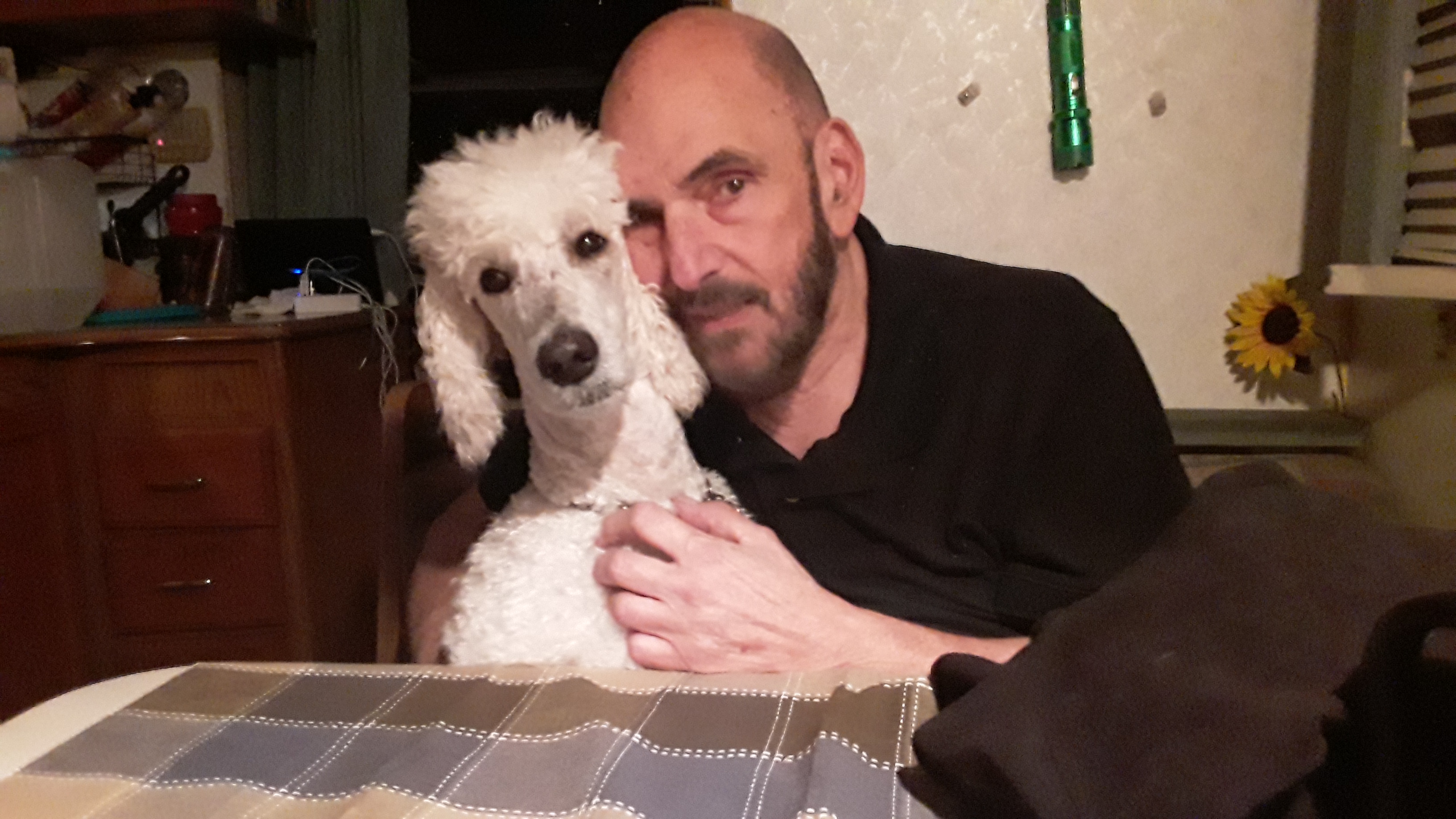 Poodle Puppies from Furball Forest Poodles